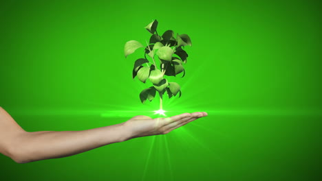 Mano-Que-Presenta-El-Cultivo-De-Plantas-Verdes-Digitales