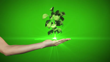 Hand-presenting-digital-green-plant-growing