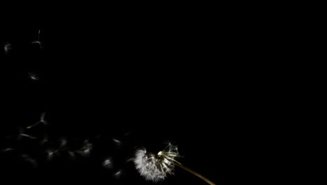 Dandelion-seeds-blowing-from-the-flower