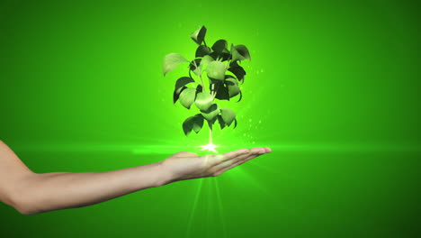 Hand-presenting-digital-green-plant-growing