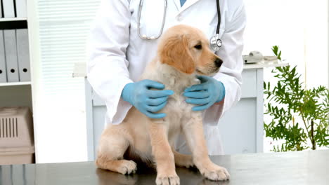 En-Cámara-Lenta,-Un-Veterinario-Sonriente-Examina-Un-Lindo-Perro.