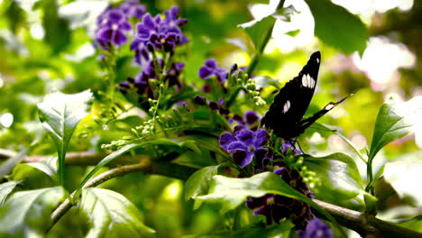In-Zeitlupe-Eine-Schmetterlingslandung-