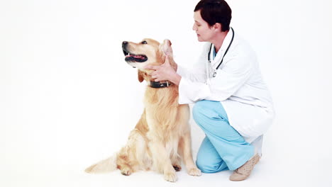 Veterinario-Examinando-Un-Lindo-Labrador