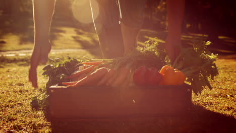 Hombre-Llevando-Una-Caja-De-Verduras