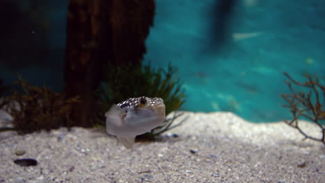Fish-swimming-in-tank-in-aquarium