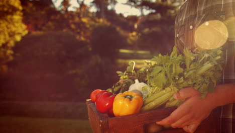 Hombre-Sujetando-Una-Caja-Con-Verduras-