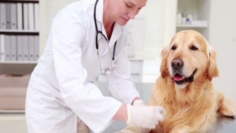 Smiling-female-vet-bandaging-dogs-leg-