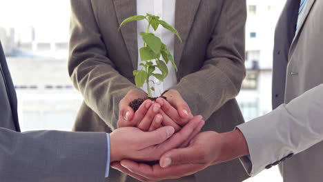 Close-up-of-business-colleagues-holding-plant-together