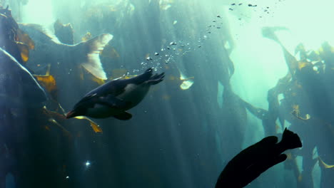 Fish-swimming-in-a-tank-at-the-aquarium