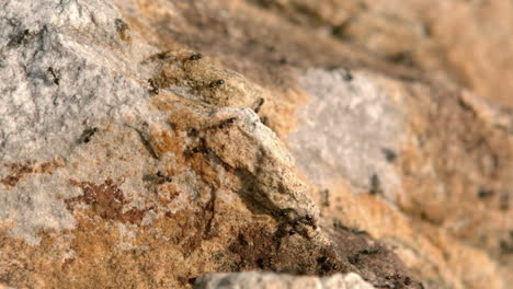 Close-up-view-of-insects-on-rock