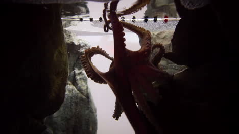 Octopus-swimming-in-fish-tank