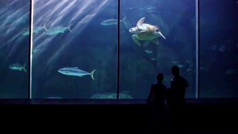 Happy-family-looking-at-fish-and-taking-pictures