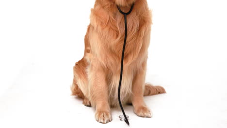Dog-with-stethoscope-looking-at-camera-