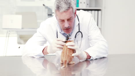Veterinarian-examining-a-little-cat-