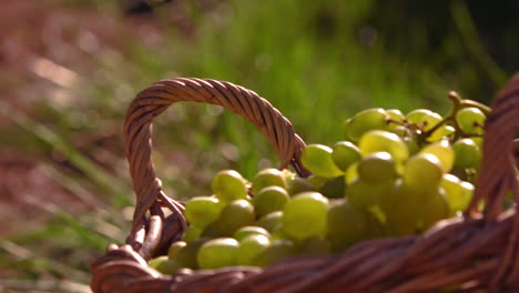 Grapes-in-a-basket-in-slow-motion