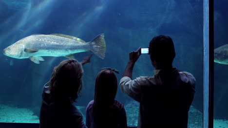 Glückliche-Familie-Blick-Auf-Fische-