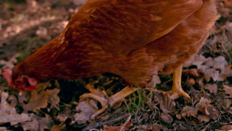 Pollo-Picoteando-En-Cámara-Lenta