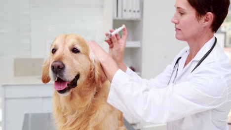 Labrador-Recibiendo-Tratamiento-Del-Veterinario.-