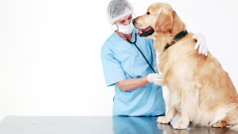 Tierarzt-Untersucht-Einen-Süßen-Labrador