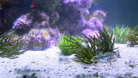 Tropical-fish-swimming-in-a-tank