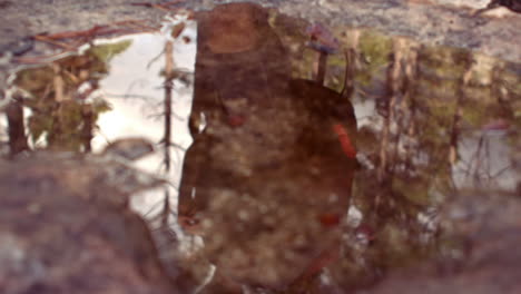 Couple-hiking-through-a-forest-reflected-in-puddle