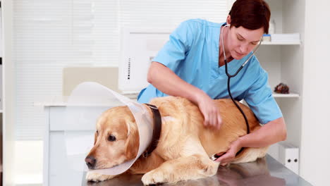 Veterinarian-examining-a-cute-labrador