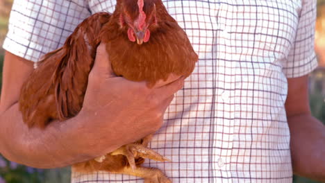 Farmer-holding-chicken-and-eggs-in-slow-motion