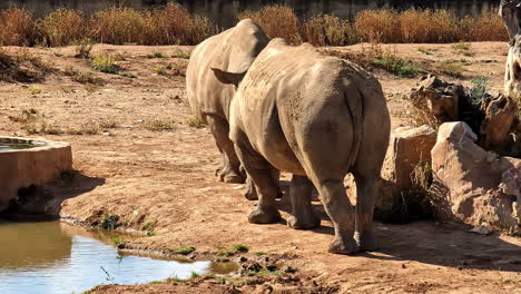 Two-large-rhinos-looking-at-each-other-close-to-a-small-lake-on-a-sunny-day