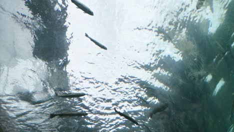 View-of-Polar-Bear-from-below-swimming-underwater-in-zoo-enclosure