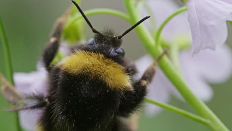 Top-down-macro-clip-of-bumblebee-with-full-pollen-sacs-crawling-up-flower-stem