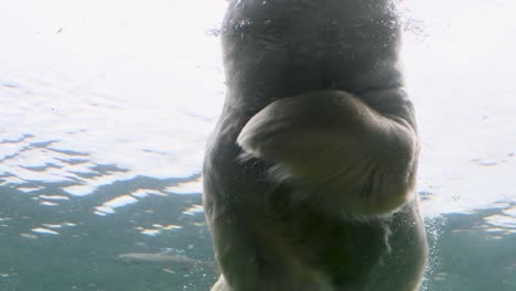 Polar-Bear-swimming-in-underwater-habitat-with-fish-swimming-around