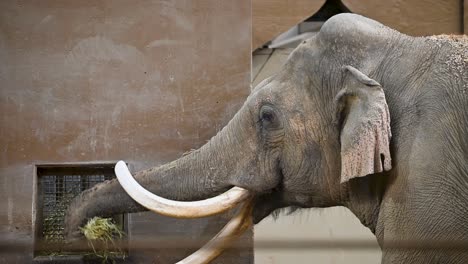 Asian-Elephant-eating-hay-out-of-feeder-in-indoor-enclosure
