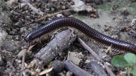 Outdoor-tropical-environment,-close-up-detailed-view,-invertebrate-insect