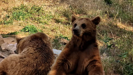 Slim-brown-bears-hiding-from-deadly-sun-in-Attica-zoo,-slow-motion-view