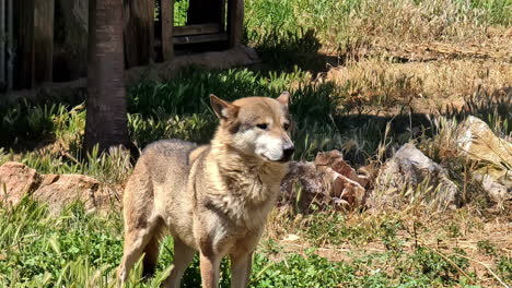 Lonely-wolf-in-zoo-of-Attica-on-hot-summer-day,-portrait-view