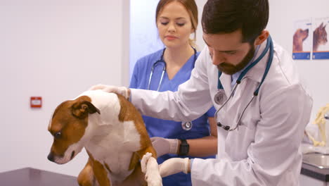 -Veterinario-Examinando-Al-Perro