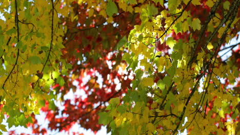 Close-up-of-autumn-leaves-4k