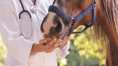 Tierarzt-Füttert-Ein-Pferd