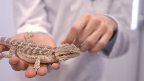 Close-up-of-vet-pointing-a-lizard