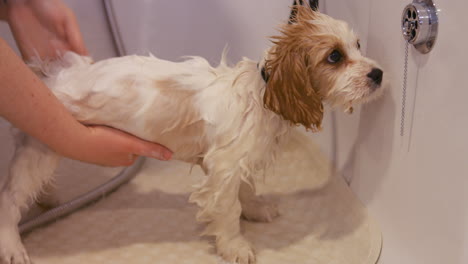 Groomer-washing-a-dog-