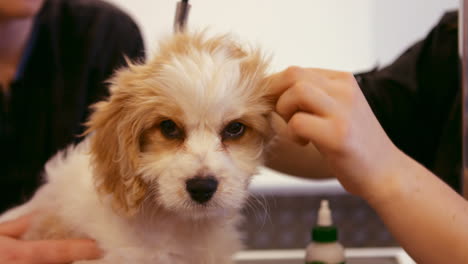 Groomer-examining-the-dog