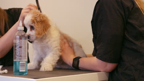 Groomer-examining-the-dog