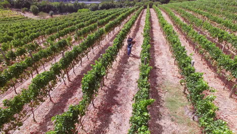 Drone-footage-of-wine-farm
