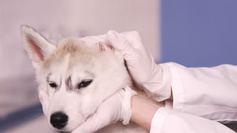 Veterinario-Acariciando-A-Un-Perro