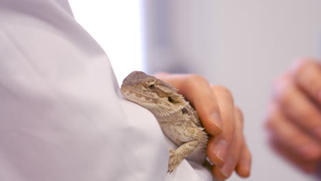 Close-up-of-two-vets-petting-a-lizard