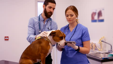 -Vet-examining-the-dog