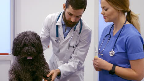 -Veterinario-Examinando-Al-Perro