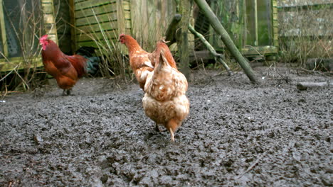 Vista-De-Un-Pequeño-Grupo-De-Gallinas