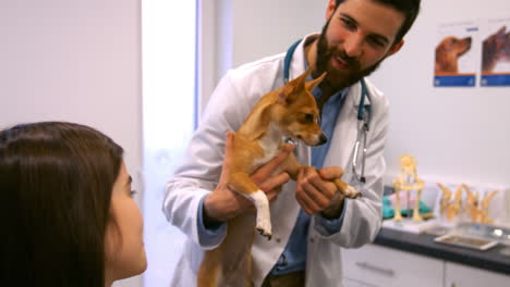 Tierarzt-Untersucht-Einen-Hund