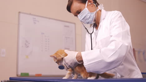 Tierarzt-Untersucht-Eine-Katze